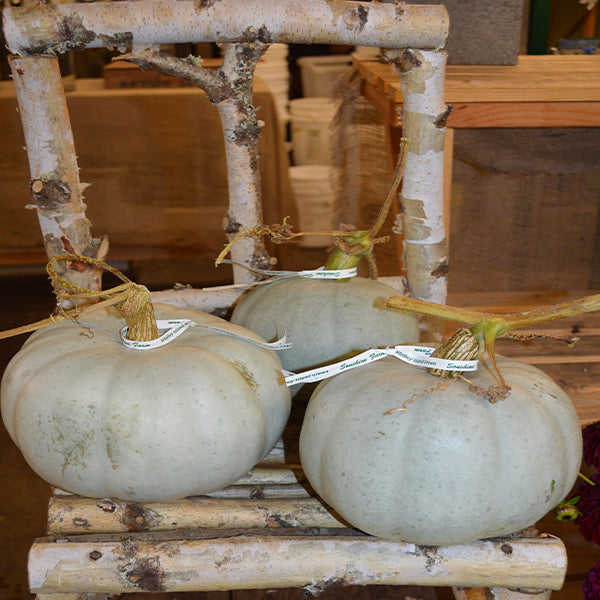 Squash, Specialty Winter - Grey Ghost F1 Untreated Seeds