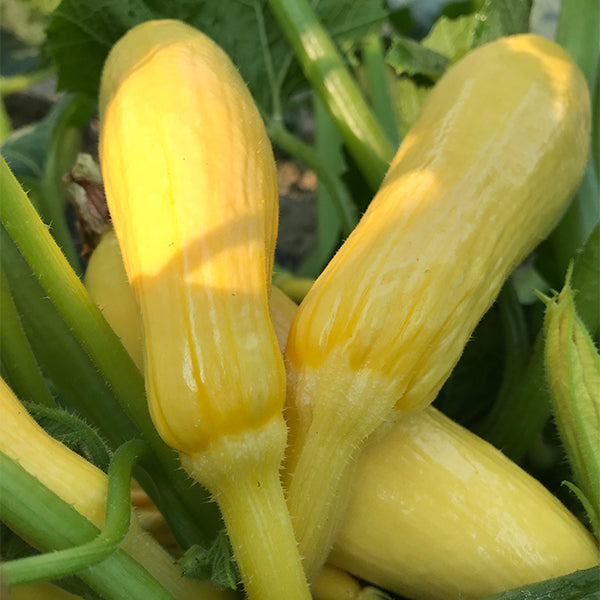 Squash, Multipik