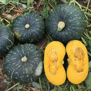 Squash, Sequoia