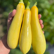 Squash, Smooth Wonder