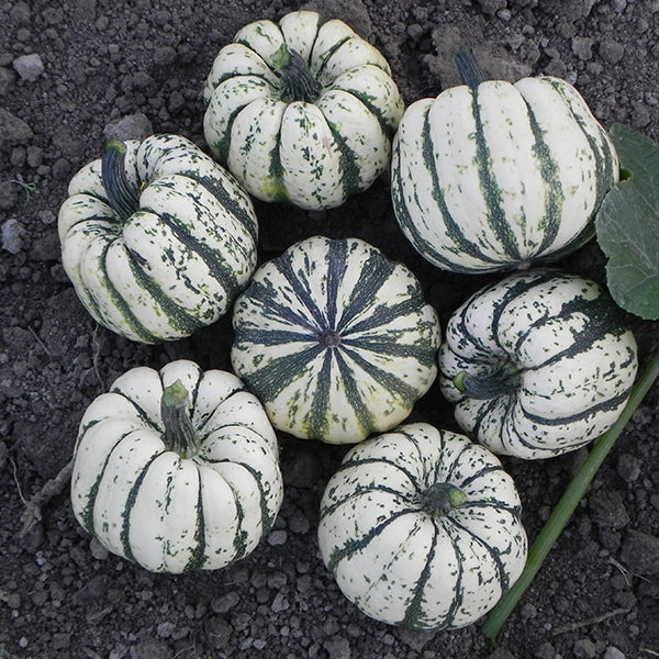 Squash, Delicata - Sweet Dumpling Untreated Seeds
