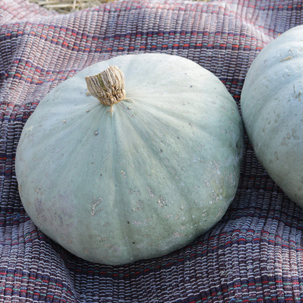Squash Seeds, Sweet Meat 