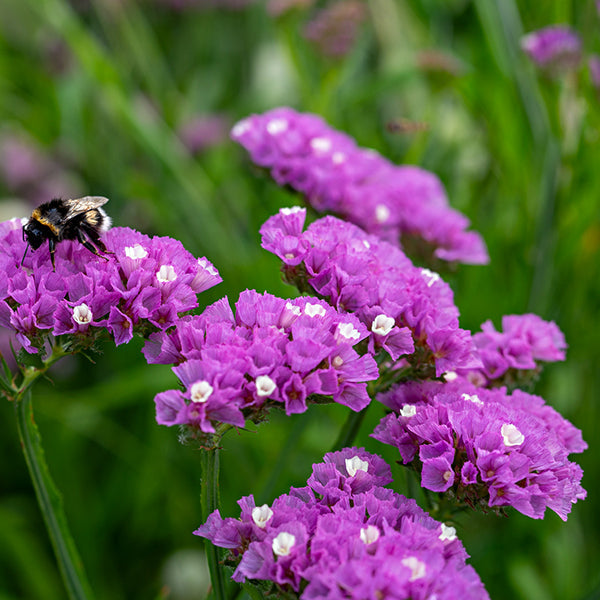 Flower Statice Hipster Rose Untreated | Osborne Farm Seed Supplier