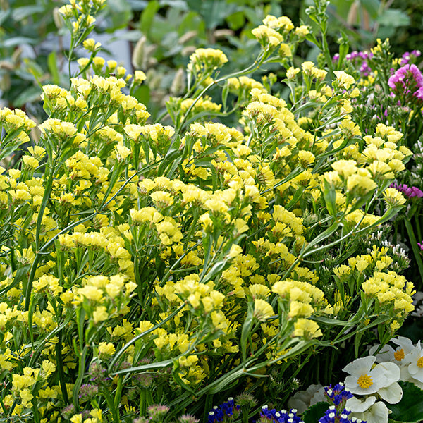 (Vegetable) Flower, Statice - Hipster Yellow 