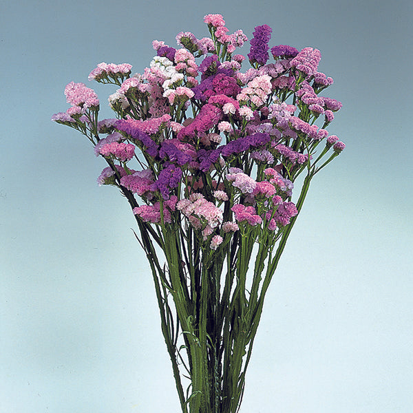 (Vegetable) Flower, Statice - Pastel Shades