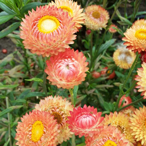 Apricot/Peach Mix Organic Strawflower Seeds
