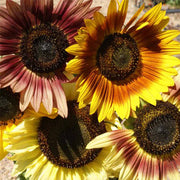 Sunflower, Autumn Beauty Untreated