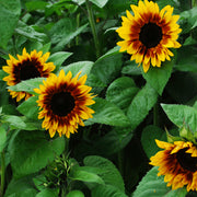ProCut® Bi-Colour F1 Untreated Sunflower Seeds