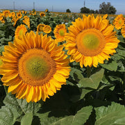 ProCut® Gold F1 Untreated Sunflowers