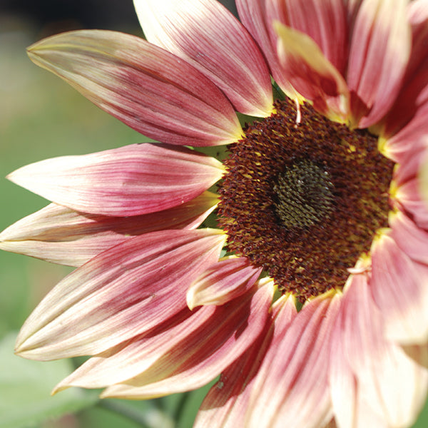 Ruby Eclipse Untreated Sunflower Seeds