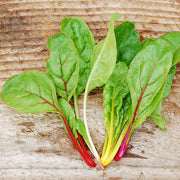 Swiss Chard, Mix - Aurora Formula Mix Untreated Seeds