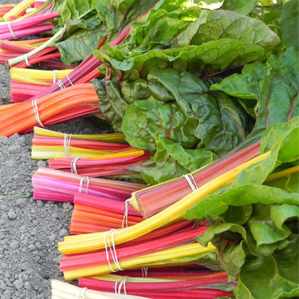 Swiss Chard, Celebration Seeds