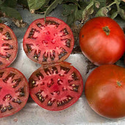 Tomato, Black Angel 