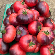 Tomato, Blue Tonic (1)