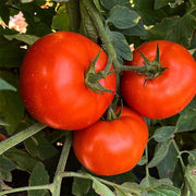 Carole (B-3345) F1 Untreated Tomato Seeds