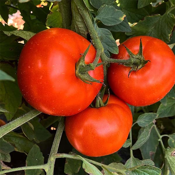 Carole (B-3345) F1 Untreated Tomato Seeds