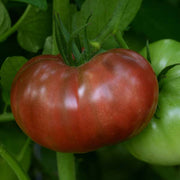 Tomato, Cherokee Carbon