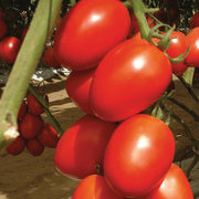 Tomato, Roma, Saladette - Granadero F1 Untreated Seeds