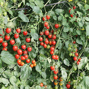 Tomato, Jungle Red
