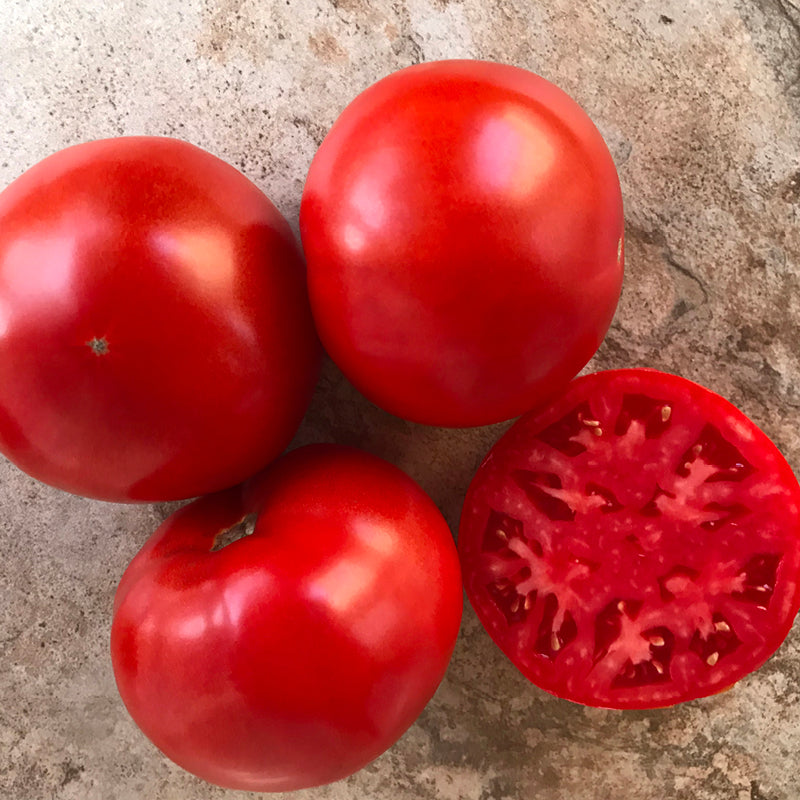 Patsy Tomato Laguna Red F1 Treated Round Red Tomato Seeds