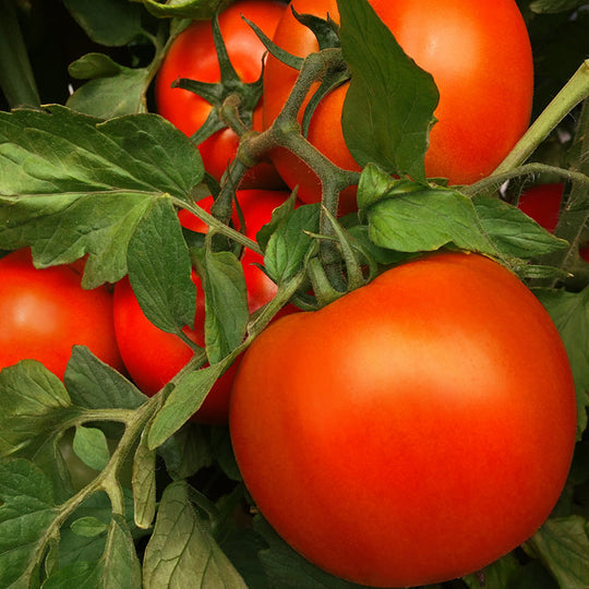 Laguna Red F1 Treated Round Red Tomato Seeds