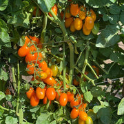 Tomato, Orange Delight