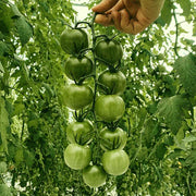Sungreen F1 Untreated Cherry Tomato Seeds