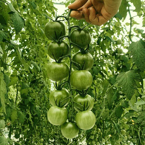 Sungreen F1 Untreated Tomato Seeds