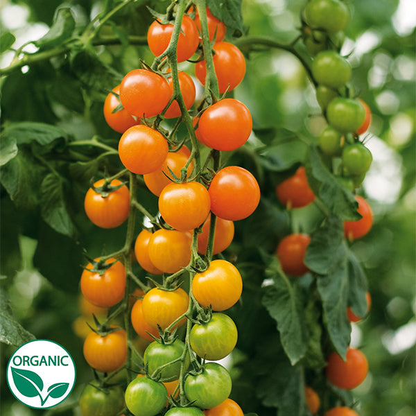 Toronjina F1 Organic Primed Tomato Seeds