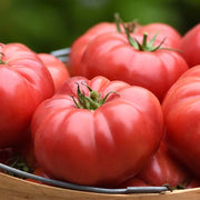 Tomato, Wonderstar Pink (1)