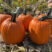 Adonis Untreated Pumpkin Seeds