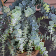 Baby Blue Bouquet Untreated Eucalyptus Seeds