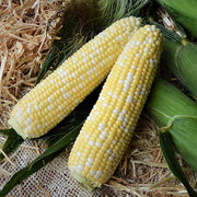 Stamina MXR Treated w/Cruiser Corn Seeds