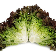 Shirane Sky Untreated, NOP-Compliant Pellet Lettuce Seeds