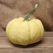 Sunshine Treated Pumpkin Seeds