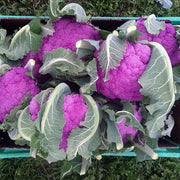 Graffiti Untreated Cauliflower Seeds