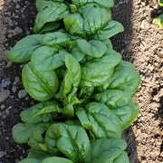 Banjo (PV 0290) Untreated Spinach Seeds