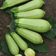 Magda Untreated Squash Seeds