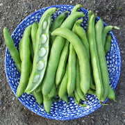 Vroma Untreated Fava Bean Seeds
