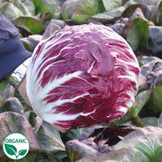 Rubro (B-2710) Organic Radicchio Seeds