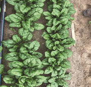 Kiowa Untreated Spinach Seeds