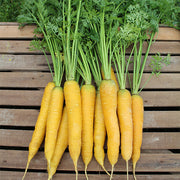 Mello Yellow Untreated Carrot Seeds