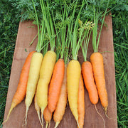 Rainbow Untreated Carrot Seeds