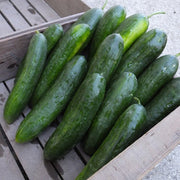 Mercury Untreated Cucumber Seeds
