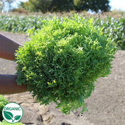 Benefine Organic, NOP-Compiant Pellet Endive Seeds