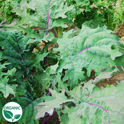 Red Russian Organic Kale Seeds