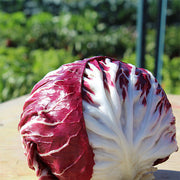 T&T 614 Untreated Radicchio Seeds