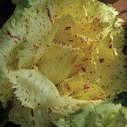 Lucrezia Untreated Radicchio Seeds