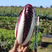 Baldo (T&T 306) Untreated Radicchio Seeds