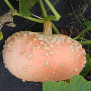 Galeux D'Eysines Untreated Pumpkin Seeds